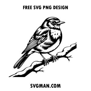free bird robin svg png